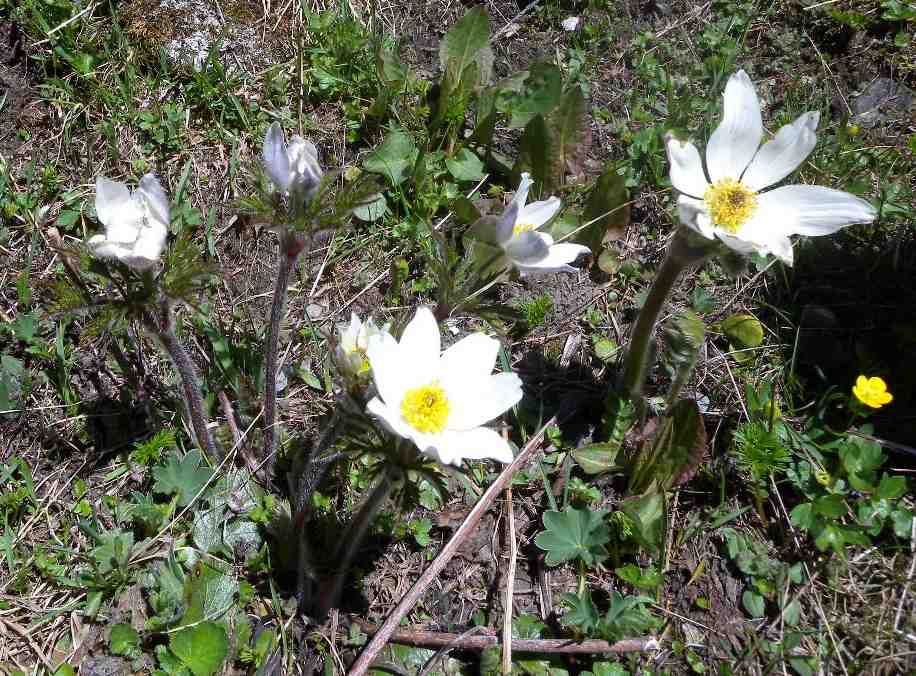 Pulsatilla alpina